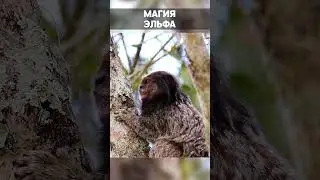 Магия Эльфа.Elf Magic.