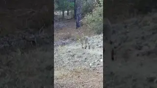 SAZ KEDİSİ! JUNGLE CAT! #sazledisi #junglecat #youtubeshorts #keşfet #wildcat #cat #wildlife #cats