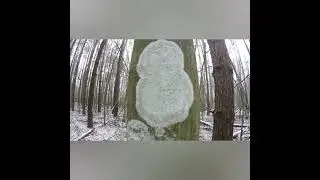 #36 Ключ.  Лес  Йети / Снежный человек / Леший / Bigfoot