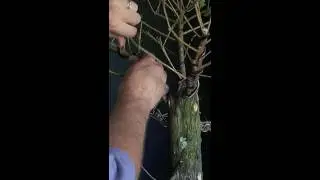 Flat-top Bald Cypress Year 2 - Part 2