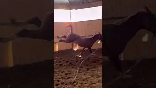 Когда лошадке очень весело🐰 #horses #лошади #equestrian