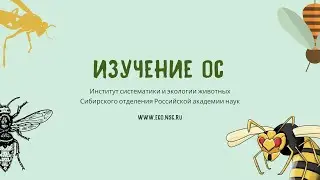 Изучение ос в ИСиЭЖ СО РАН