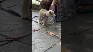 Baby fox cute #foxfamily #fox #pets