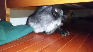 Tail-wagging fox  is trying to wake up from a nap.