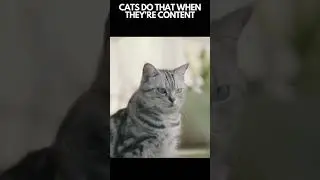 Why Do Cats Slowly Blink At You #shorts