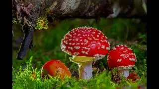 Грибы. Аудиорассказ для детей. Толстой А . Н.