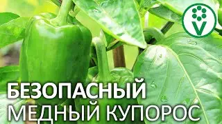 PREPARATIONS FOR POWDERY MILDEW AND OTHER DISASTER. Choosing copper-containing preparations