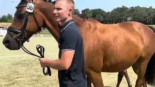 HP Vanessa (Vitalis x Foundation x Apache)