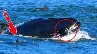 The whale suddenly swallowed the diver. But after 5 minutes everyone was shocked by what they saw!