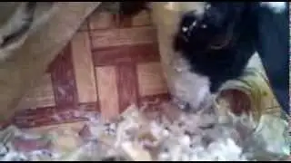 Kambing Ku Makan Batang Pisang