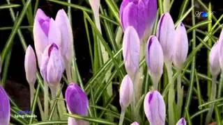 ♡ André Rieu - Spring Flowers