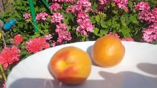 Пересорт виявився гарним  сортом.