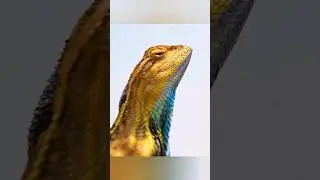 🦎Два самца агамы-ситана бьются за право занять лучший камень