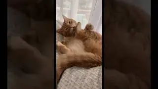 У меня есть демон в голове
