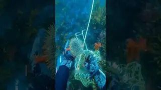 Why is this guy collecting these sea urchins? 🤔