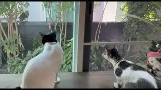 Cat watching out the window