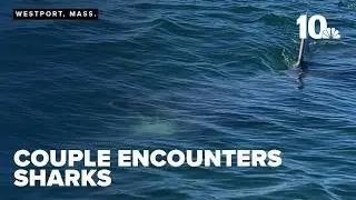 Couple has close encounter with half a dozen sharks at Westport Point