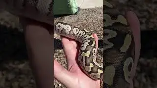 Have you seen a jeweled snake before… #ballpythonmorph #snake #sapphire #jewel #newshorts