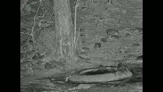 Owl attacks Asian Palm Civet