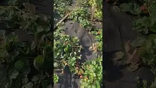 11.09.24 Обзор ягодника