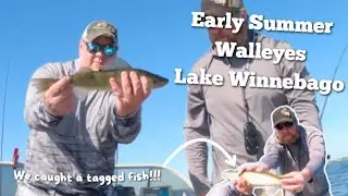 Lake Winnebago Walleye in Early Summer | We caught a TAGGED Walleye!!!