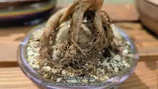 Root Over Rock Ficus - A Years Work in 7 Minutes