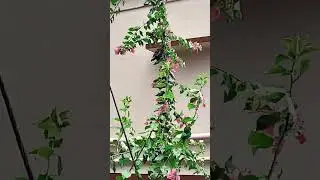 #freshness #lifeline #tree