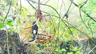 Chim Rừng Đang Thay Lông Mà Chíên Quá • Dợt Chim Mùa Sinh Sản