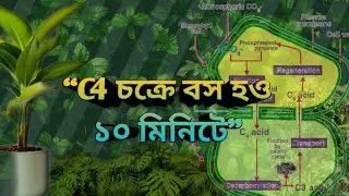 C4 চক্র ১০ মিনিটে খতম বাই বাই😃