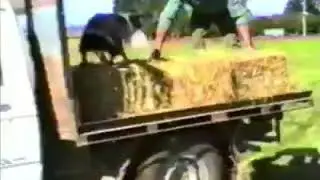 Hardworking cute dogs / Çalışkan köpekler :)