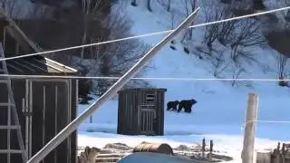 Как прогнать медведей со своего участка