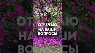 Випассана в буддийском монастыре