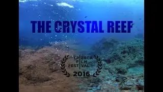The Crystal Reef - A 360/VR experience