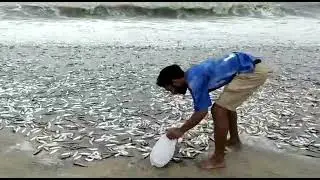 # live fish catching at the beach in Andhra Pradesh.🐟🐟🐟🐟