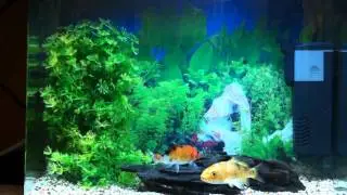 5 Gallon Koi Fish Aquarium