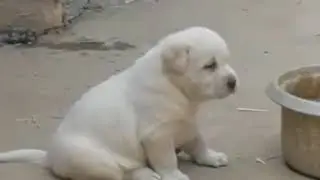 Щен учится быть петухом ))