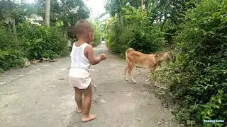 Mana dimana anak kambing saya