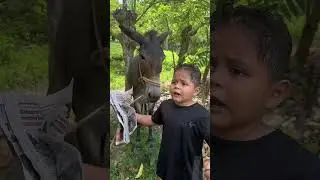The donkey that reads