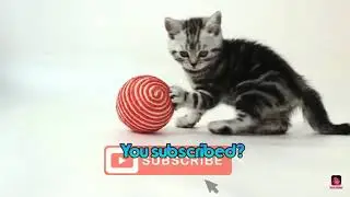 Meow intro