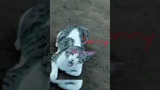 {Must rd Dscp and Pinned comment} Cats edition ~Fake love~ {BTS}