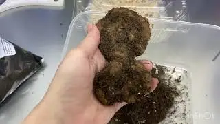 Пробуждаем клубни бегонии!