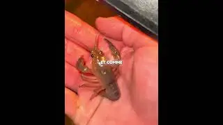Le petit homard bleu a disparu 🦞