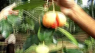A misunderstood substance - Nutmeg-Myristicin Trip Report