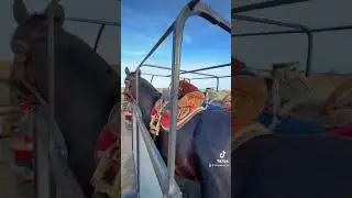 Көкпар айғырлары