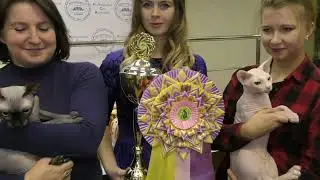 Какие выставки кошек проводят в России.