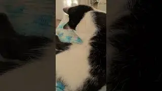 У Ибры выходной.