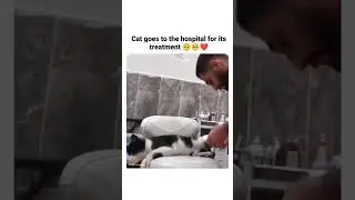 Cats goes to the hospital for its treatment