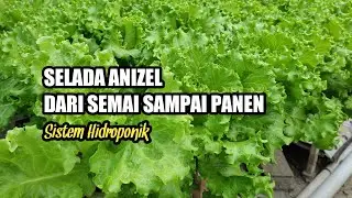 Menanam selada anizel dari semai sampai panen dengan sistem hidroponik