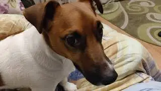 Рудик копатель