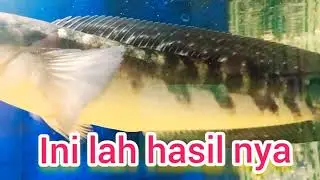 PROGRES CHANA 3 MINGGU DENGAN AIR KETAPANG JAHAT,,,PART2